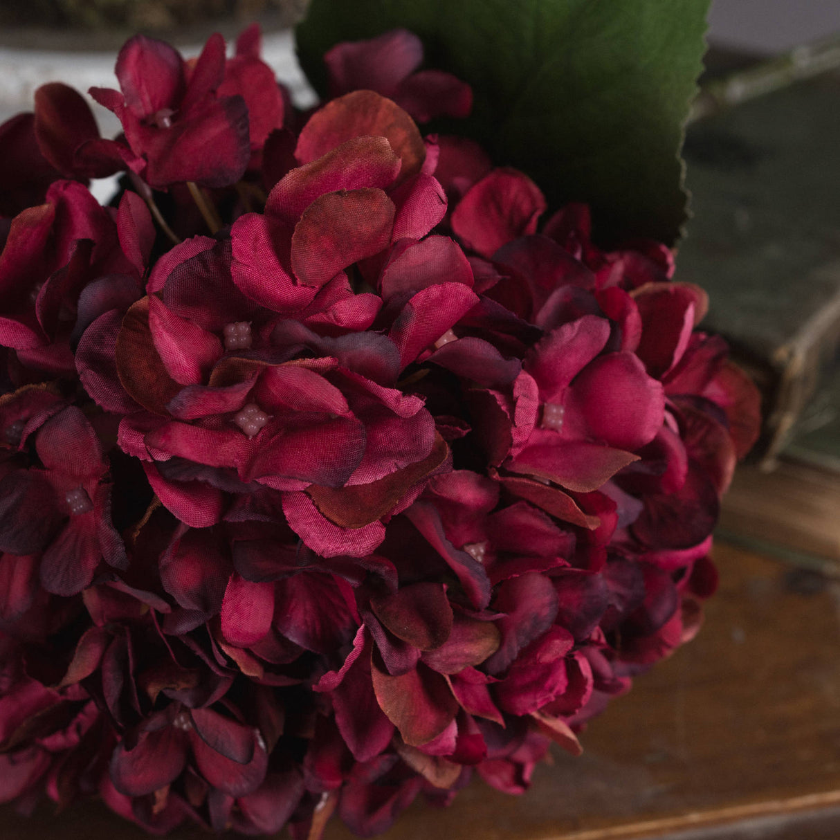 autumn ruby hydrangea
