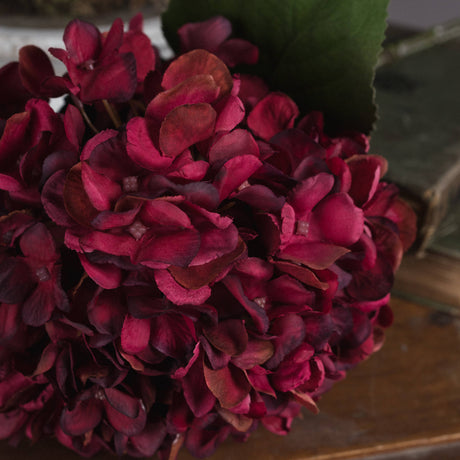 autumn ruby hydrangea