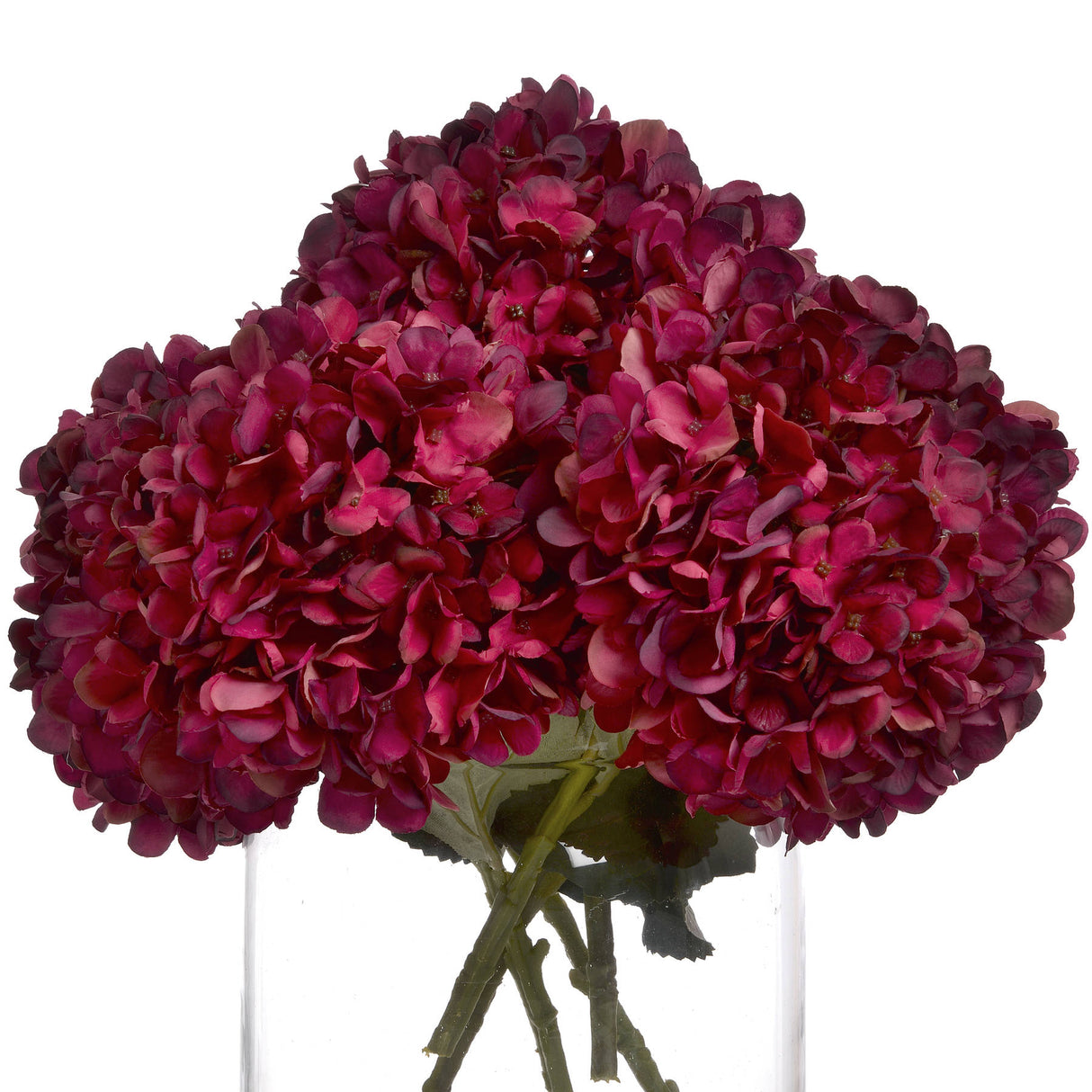 autumn ruby hydrangea