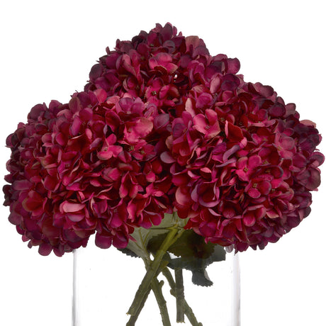 autumn ruby hydrangea