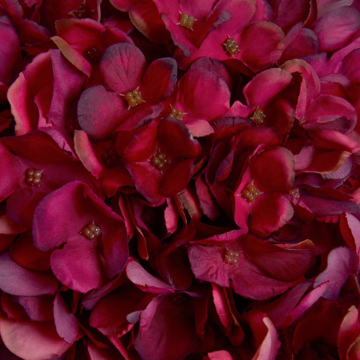 autumn ruby hydrangea