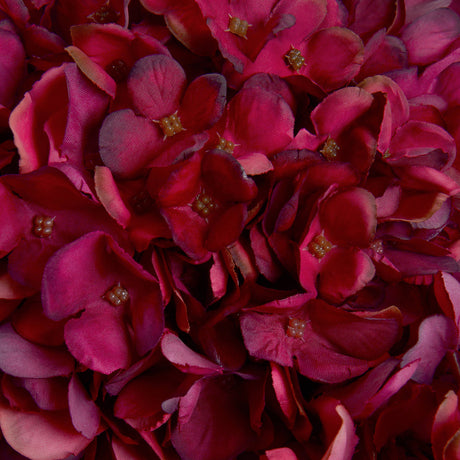 autumn ruby hydrangea