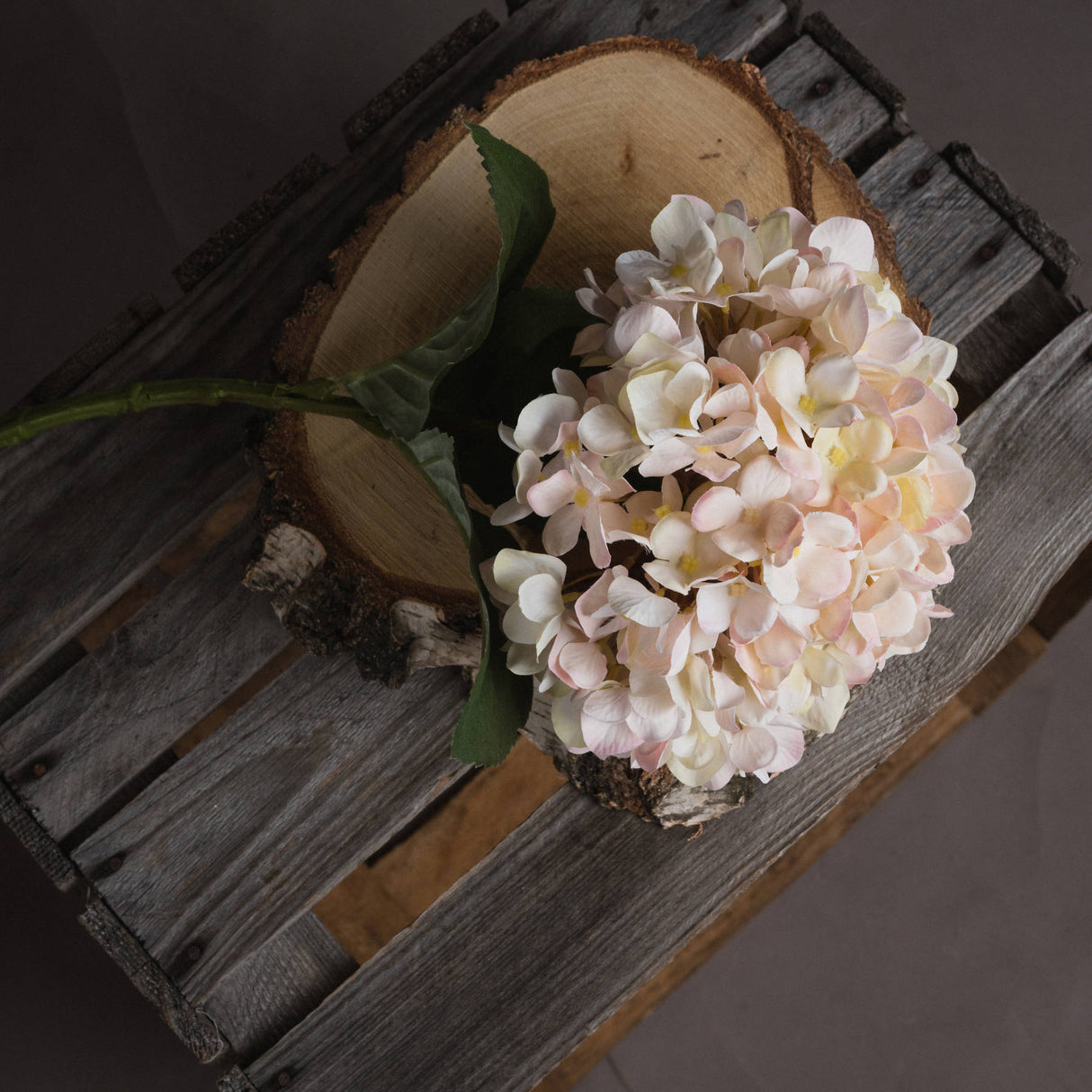 autumn white hydrangea