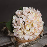 autumn white hydrangea