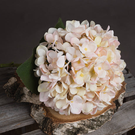 autumn white hydrangea