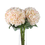autumn white hydrangea