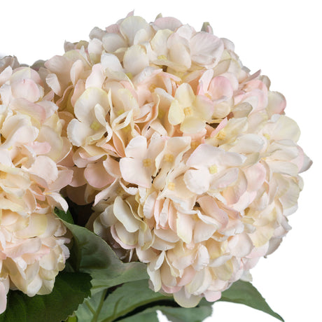 autumn white hydrangea
