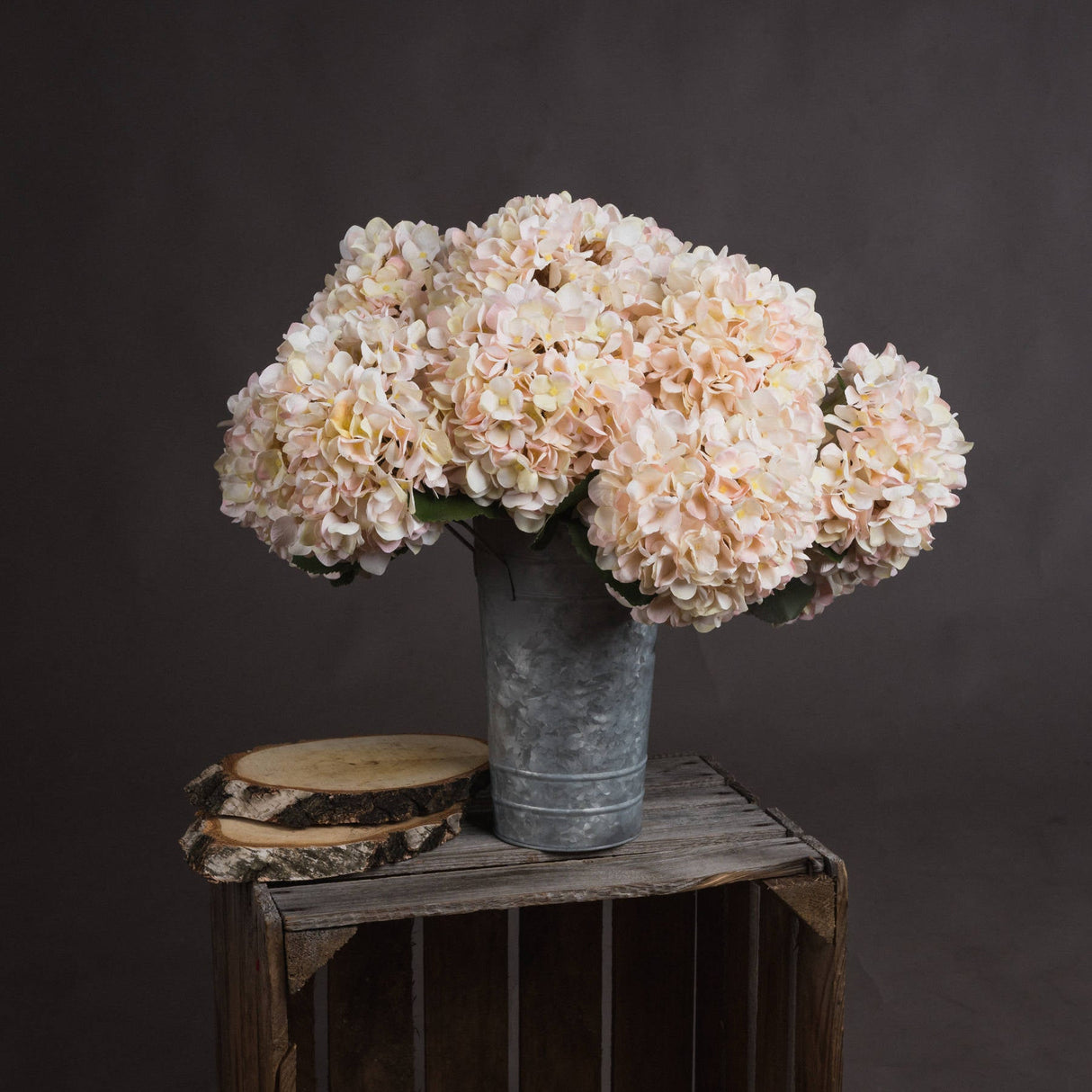 Manon White Hydrangea