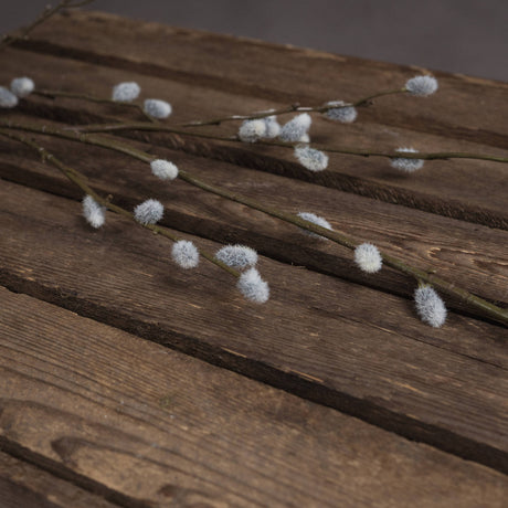 pussy willow branch