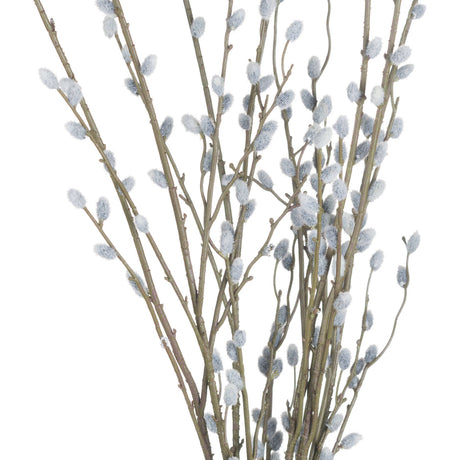 pussy willow branch