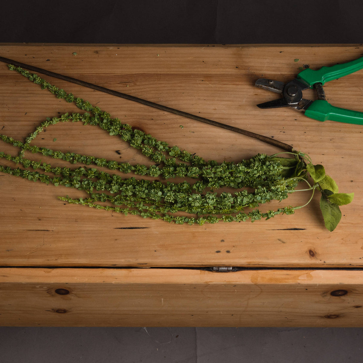 green amaranthus