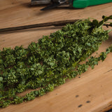 green amaranthus