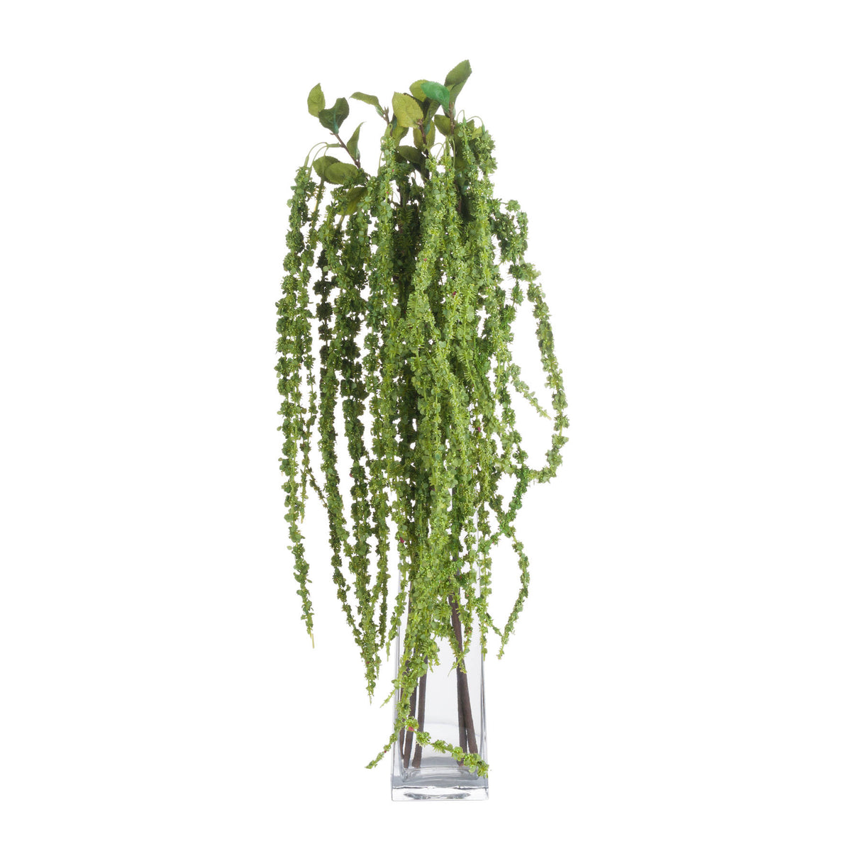green amaranthus