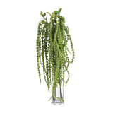 green amaranthus