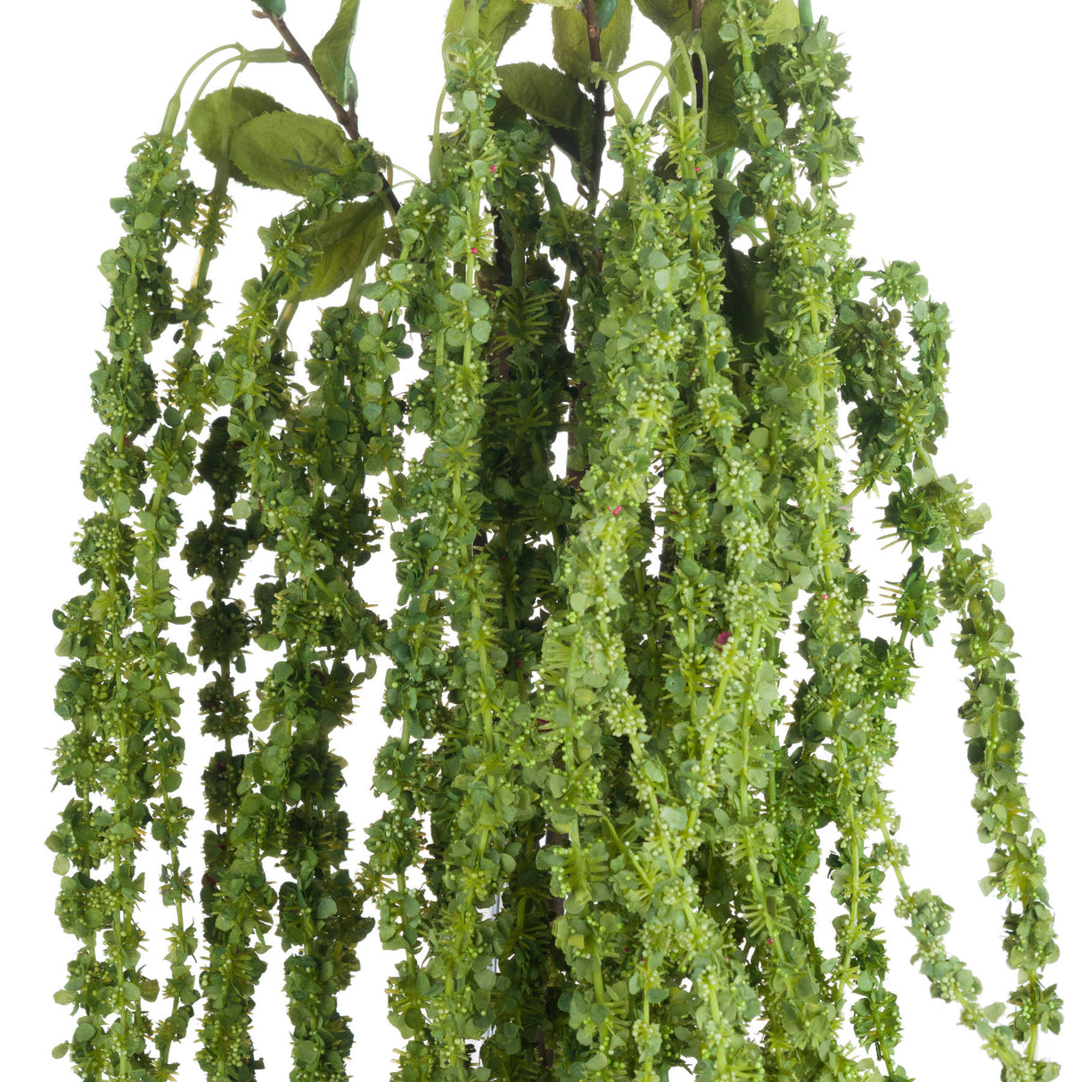 green amaranthus