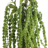 green amaranthus