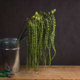 green amaranthus