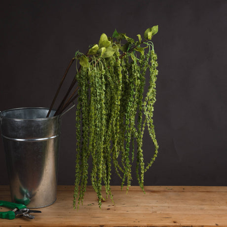 green amaranthus