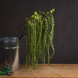 Lena Green Amaranthus