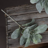 lambs ear spray