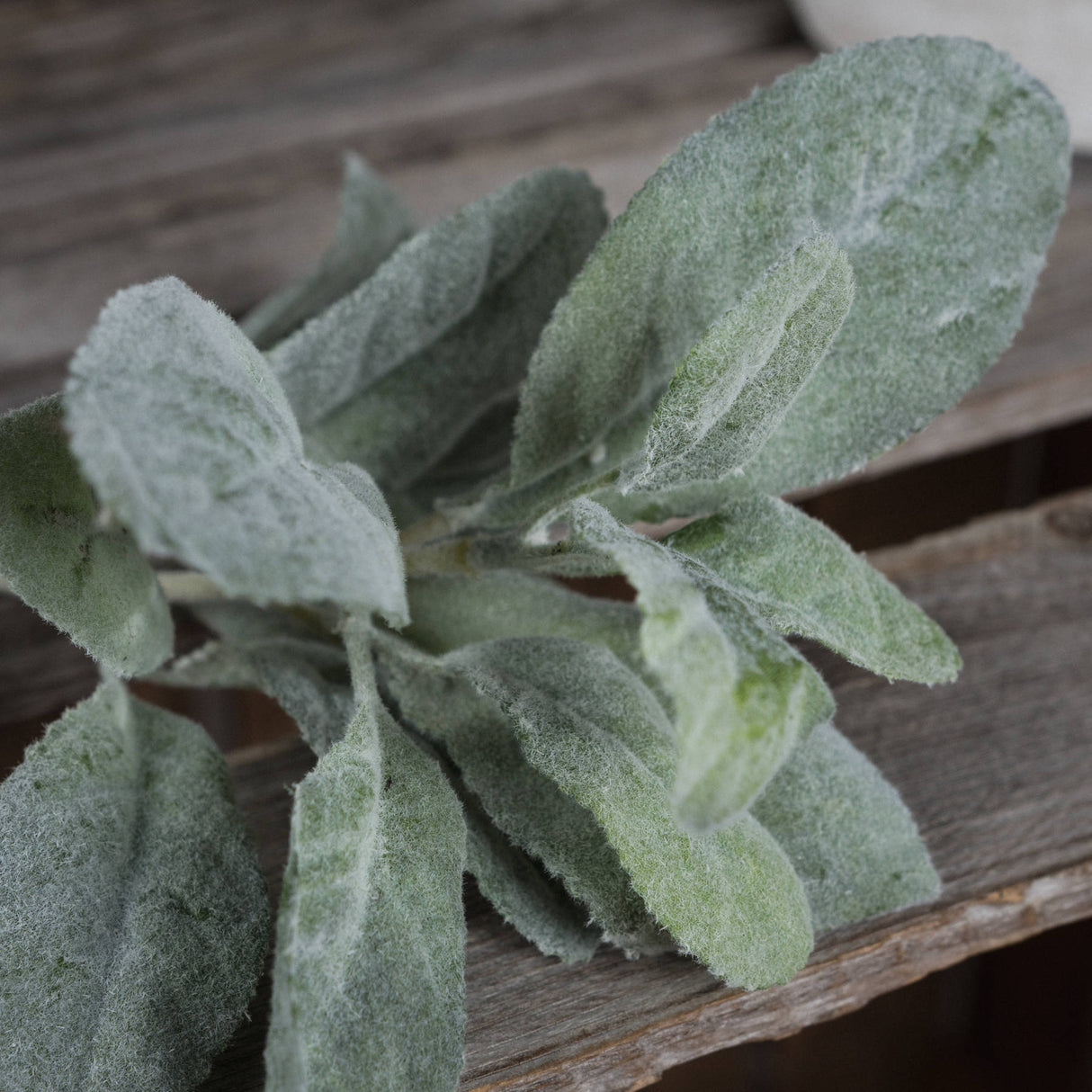lambs ear spray