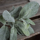 lambs ear spray