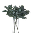 lambs ear spray
