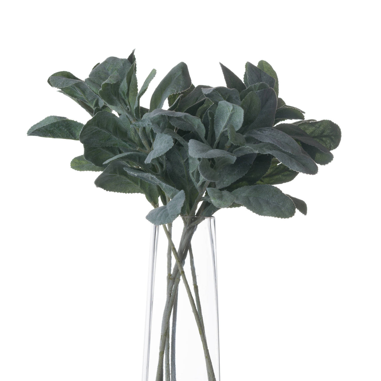 lambs ear spray