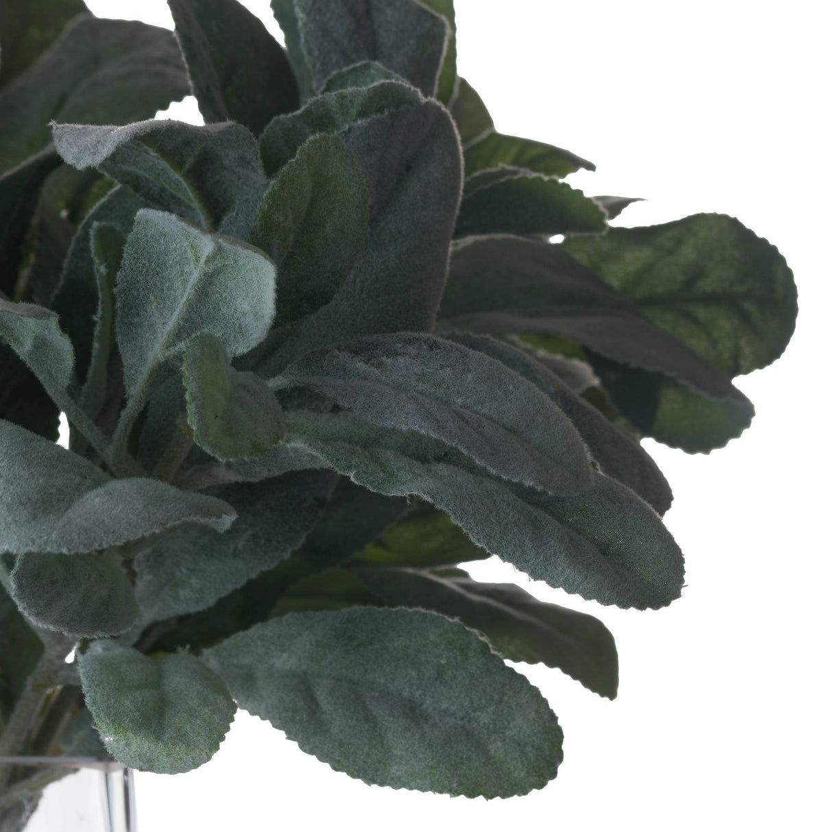 lambs ear spray