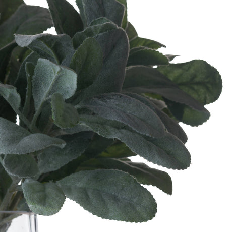 lambs ear spray