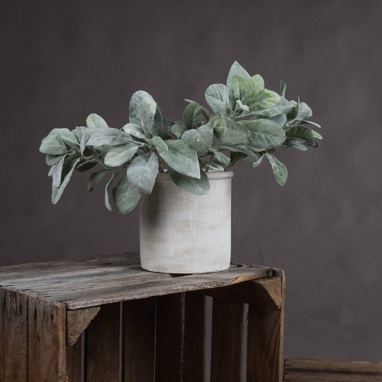 lambs ear spray