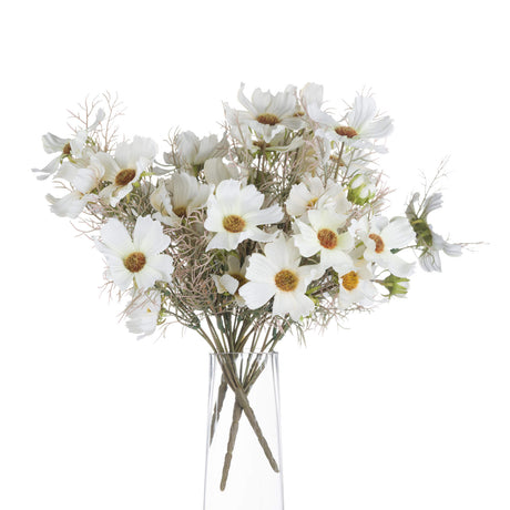 cream cosmos spray