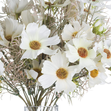 cream cosmos spray