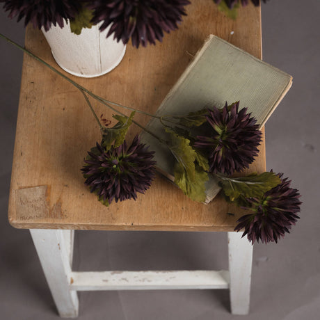 chocolate chrysanthemum