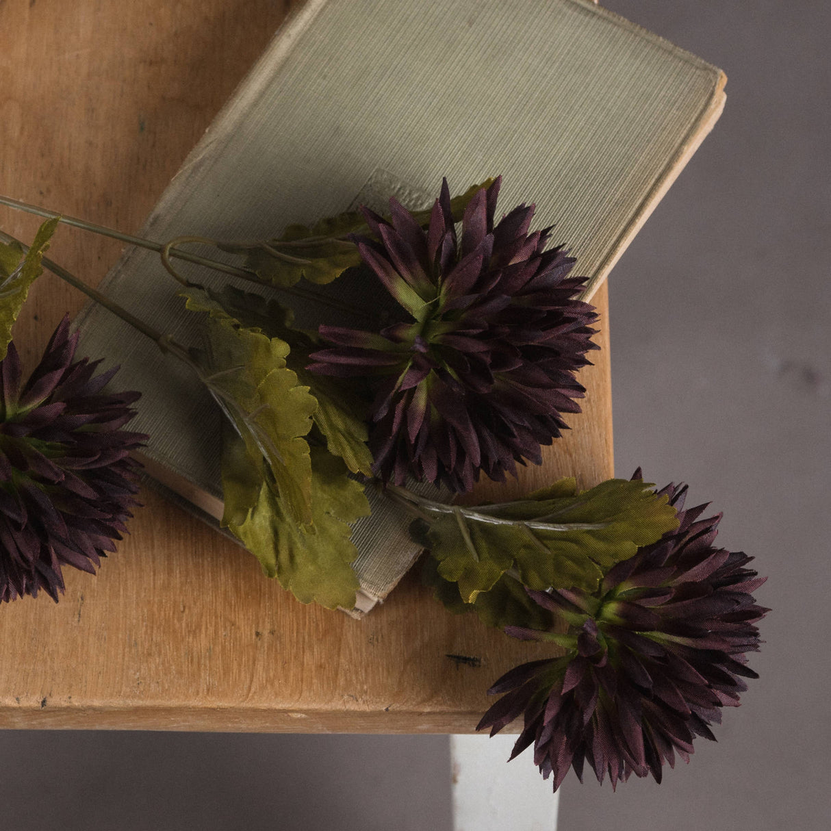 chocolate chrysanthemum