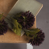 chocolate chrysanthemum