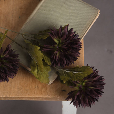 chocolate chrysanthemum
