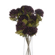 chocolate chrysanthemum