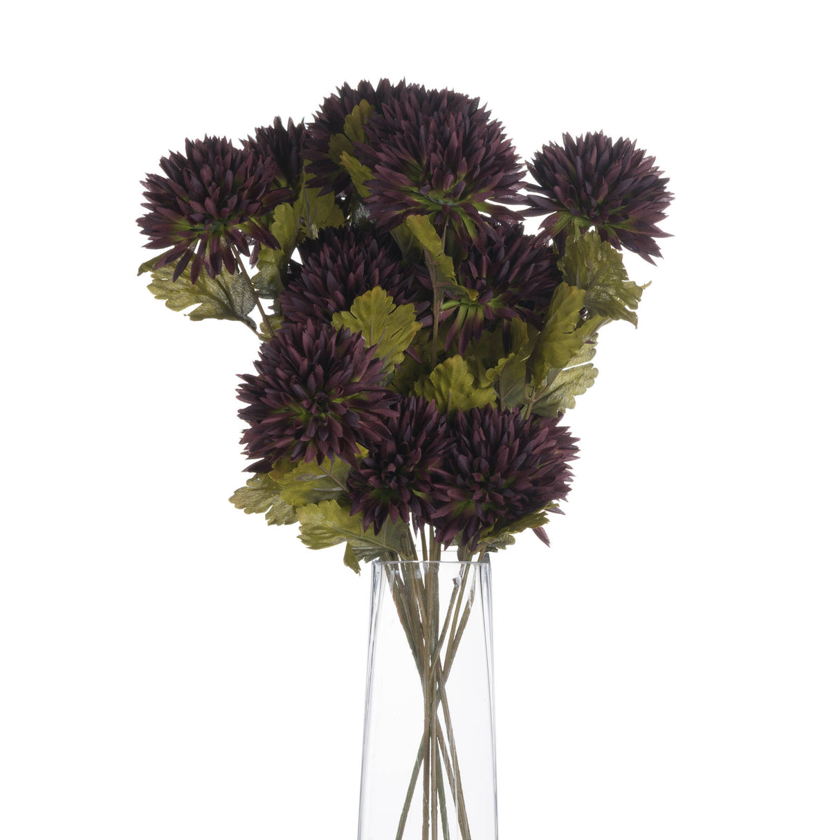 chocolate chrysanthemum