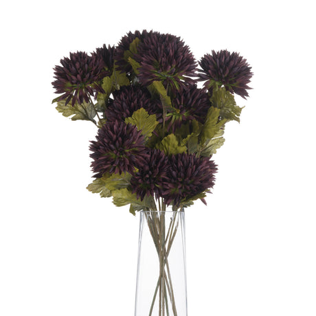 chocolate chrysanthemum