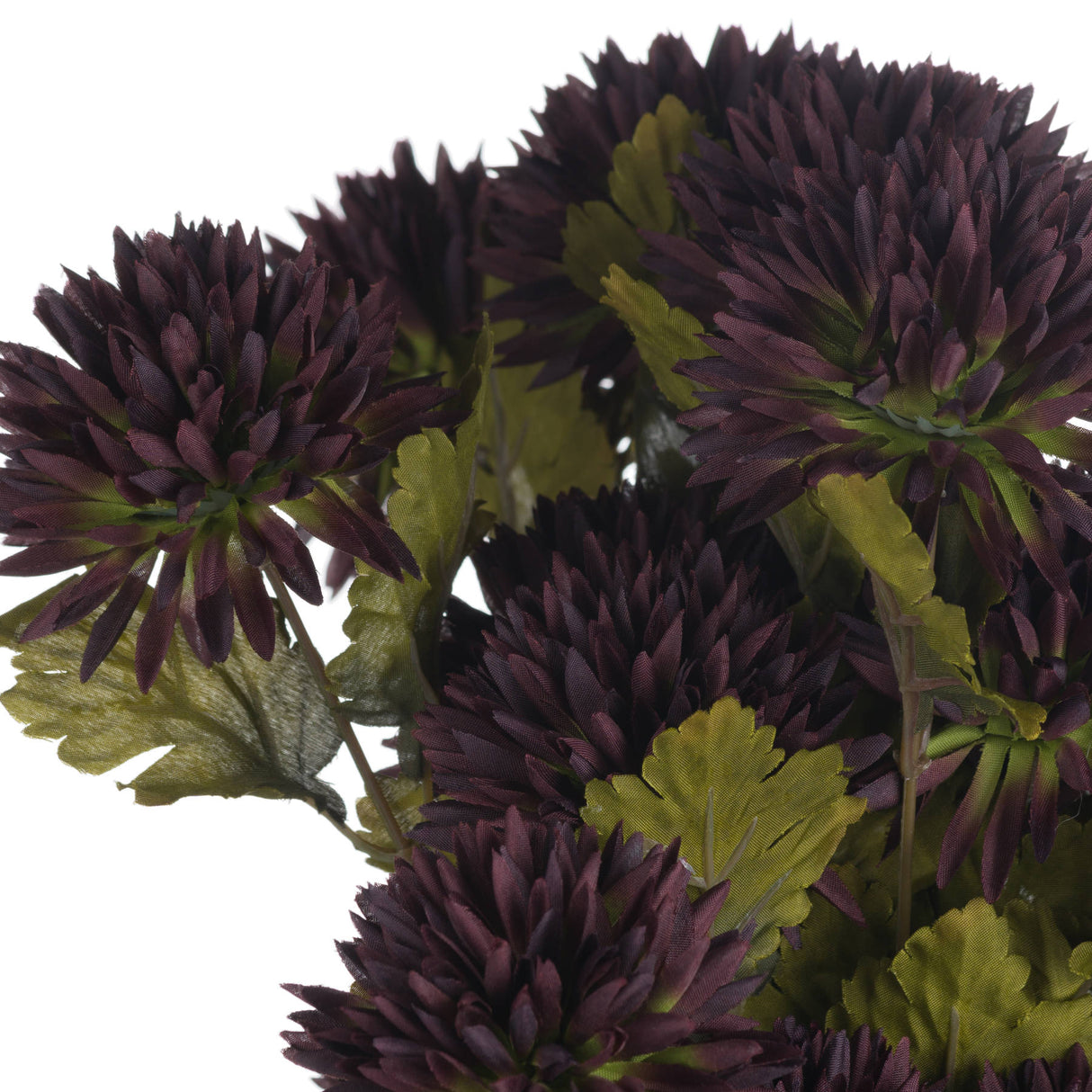 chocolate chrysanthemum