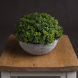 small hebe globe pot