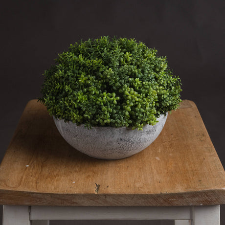 small hebe globe pot