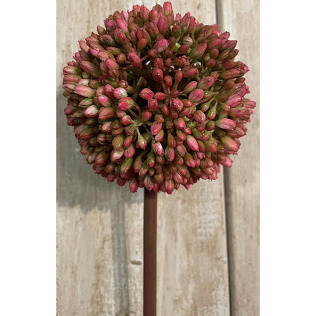 pink allium