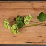 green viburnum spray