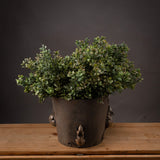 Lise Red Tipped Leaf Spray