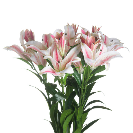 stargazer lily