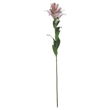 stargazer lily