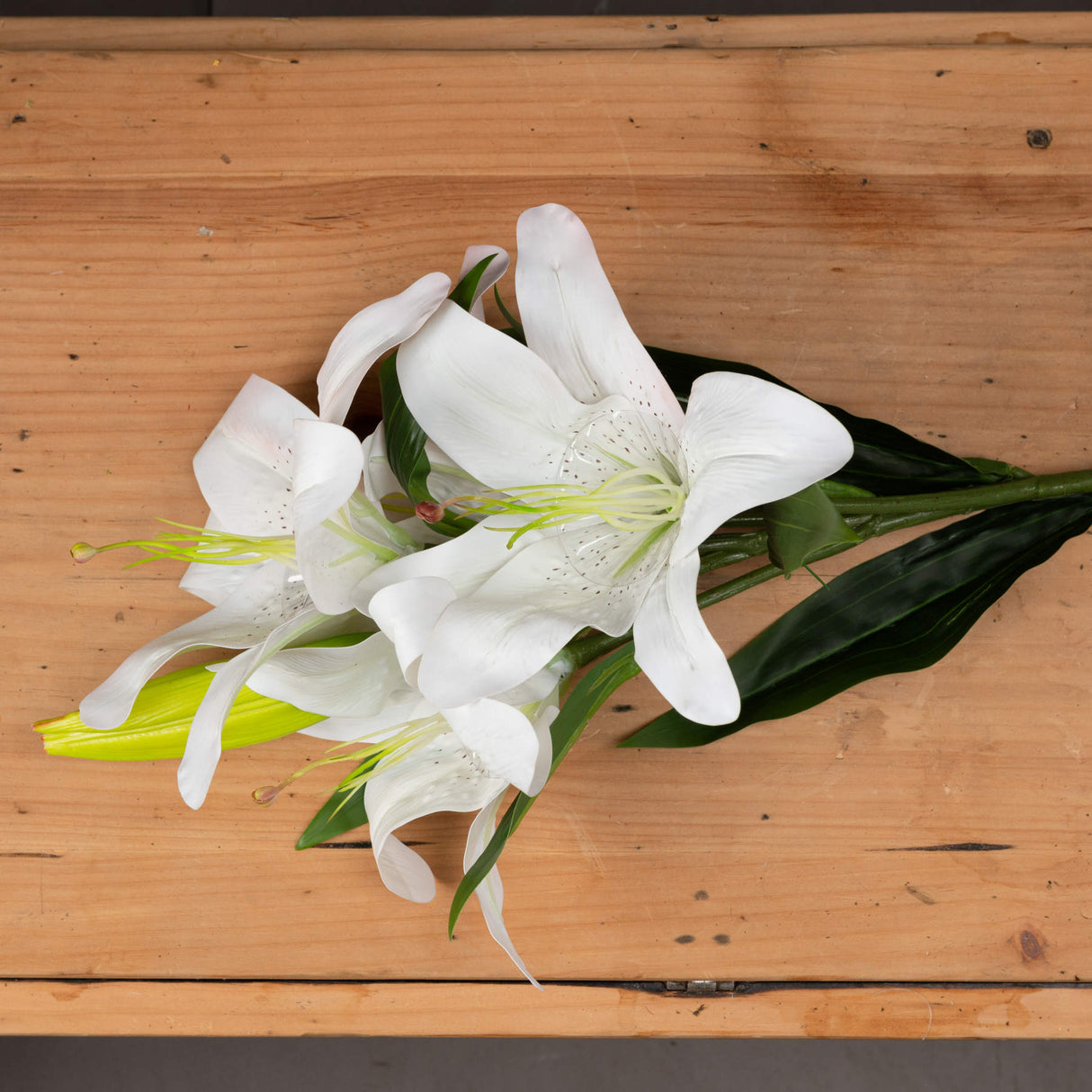white lily