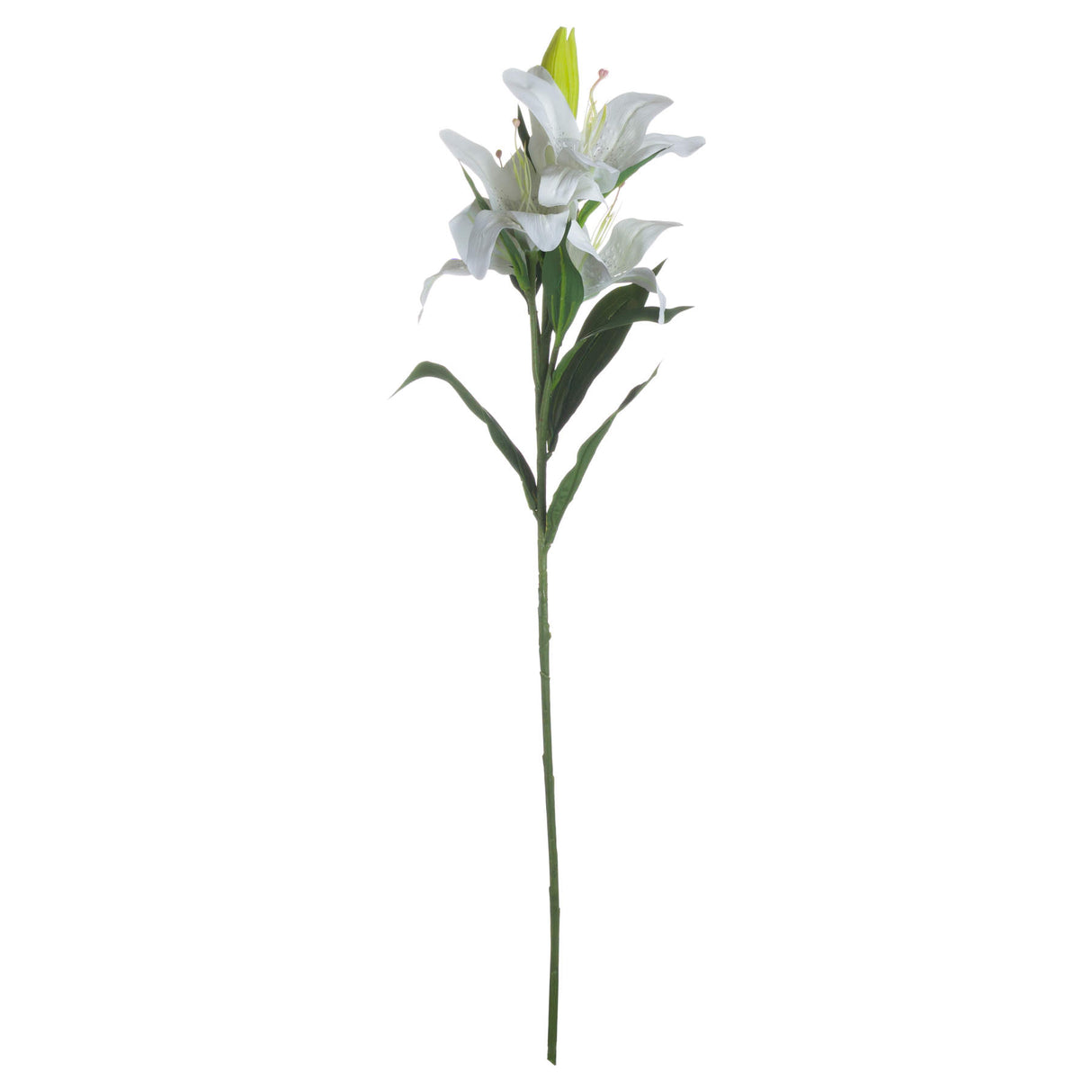 white lily